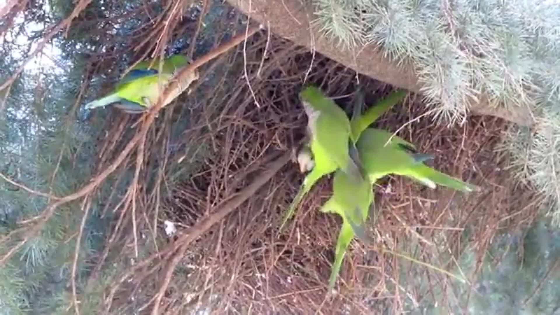 Toscana - La minaccia dei pappagalli verdi Thumbnail