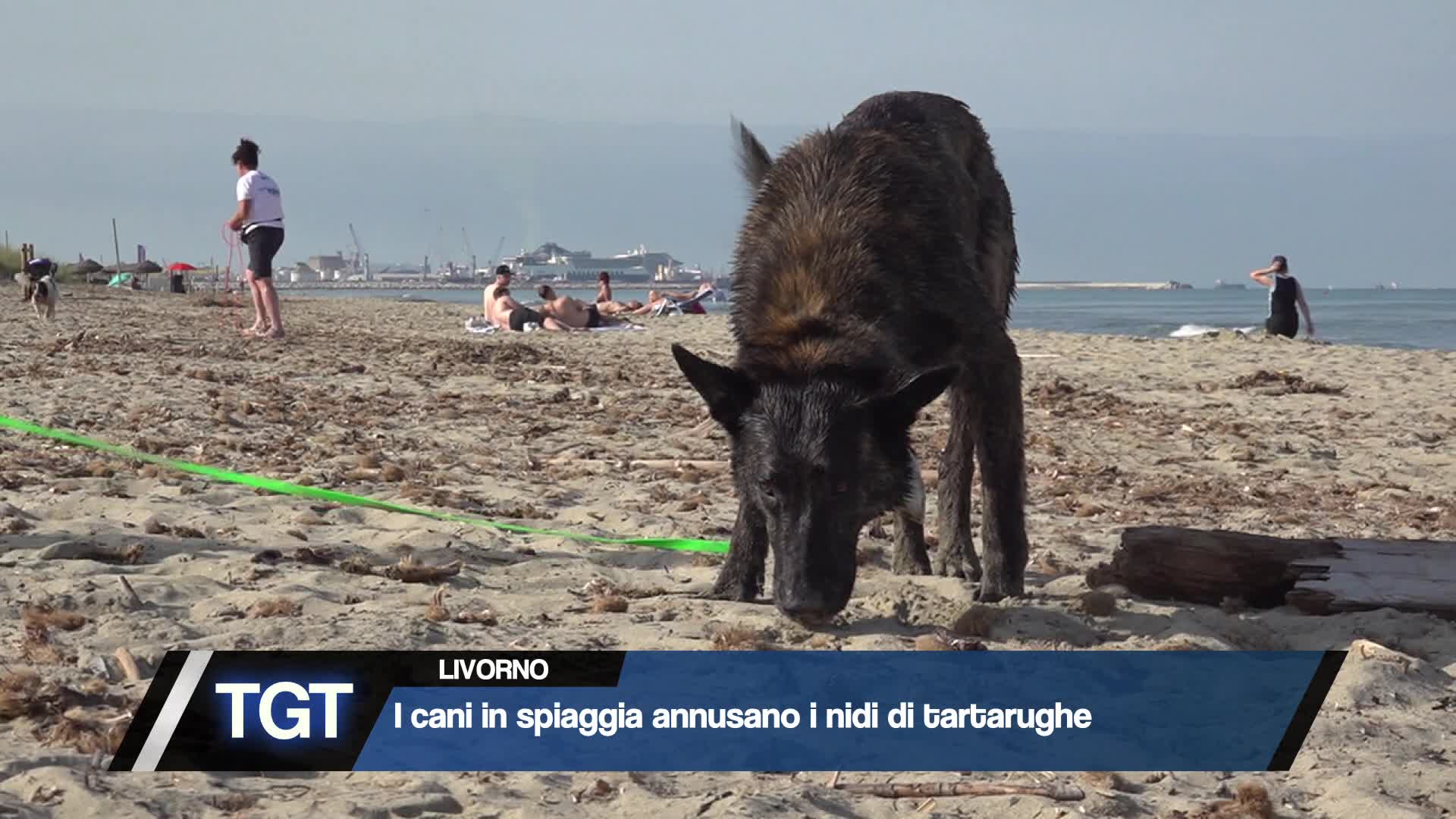 Livorno - Ecco i tartadogs Thumbnail