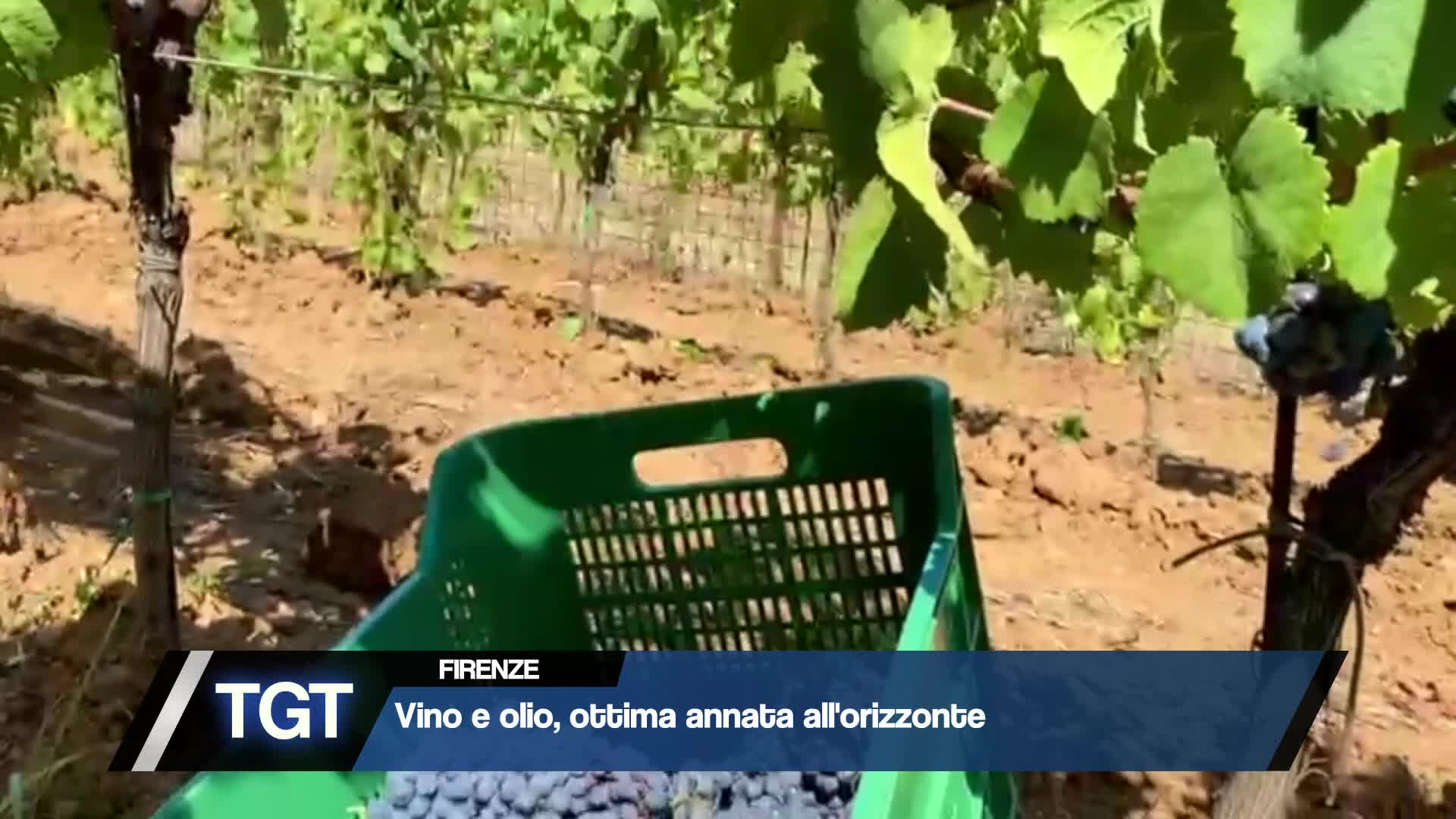 Vino e olio, ottima annata all