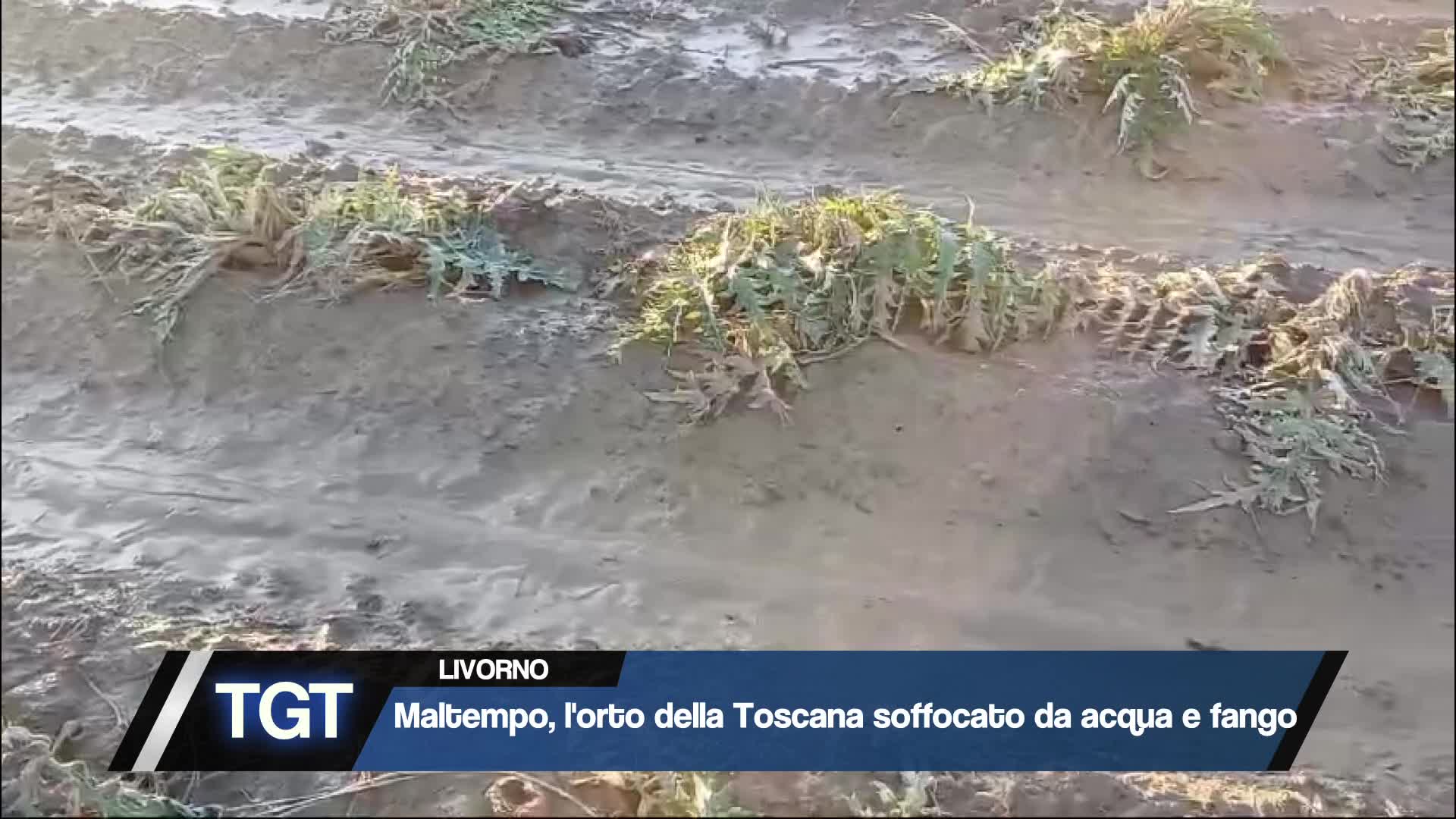 Maltempo, ortaggi toscani seppelliti da acqua e fango Thumbnail