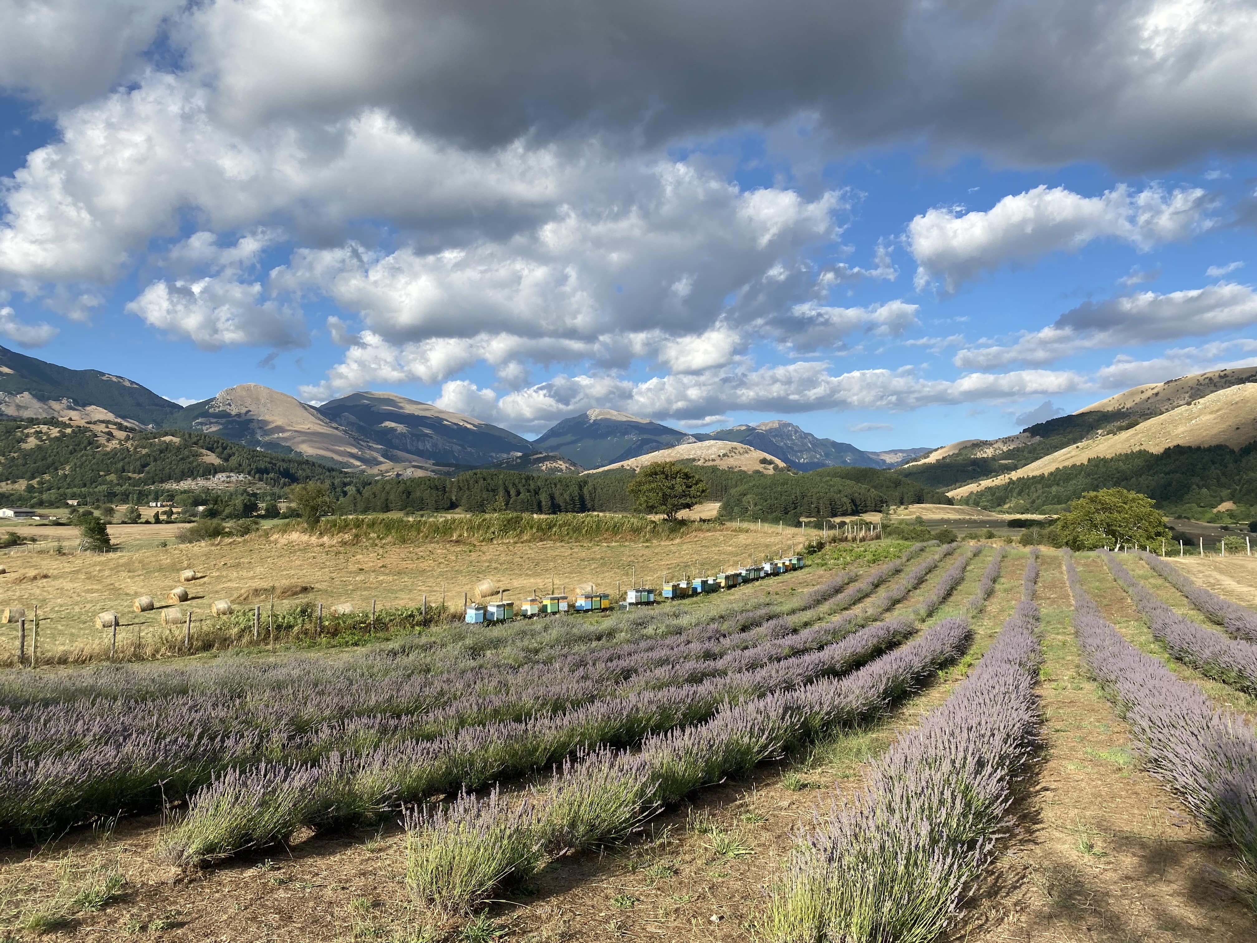 Parco della lavanda Thumbnail